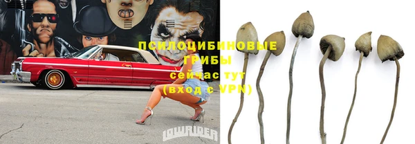 прущие грибы Абинск